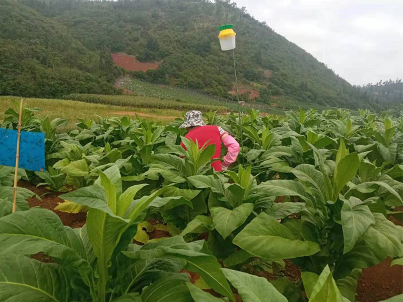 草地貪夜蛾誘捕器